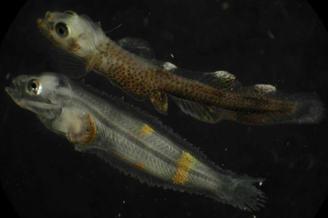 Zooplankton Picture
