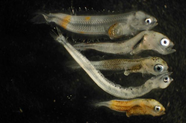 Zooplankton Picture