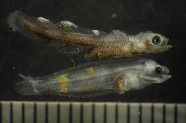 Zooplankton Picture