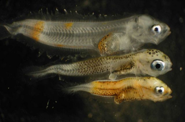 Zooplankton Picture