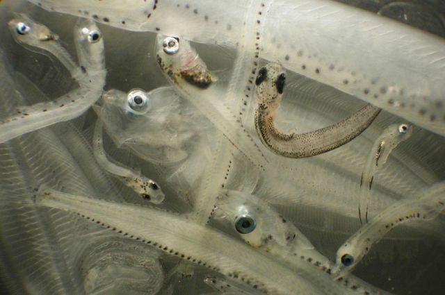 Zooplankton Picture
