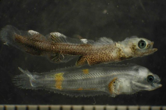 Zooplankton Picture