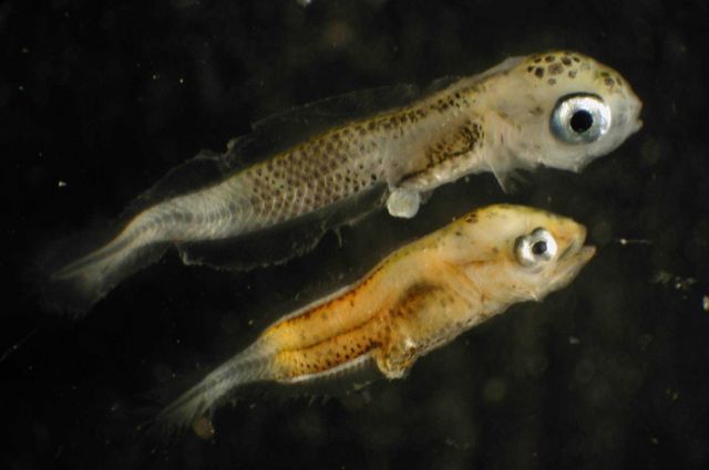 Zooplankton Picture