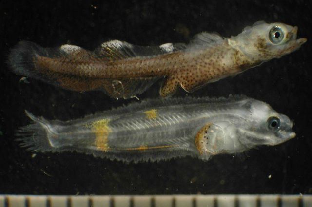 Zooplankton Picture