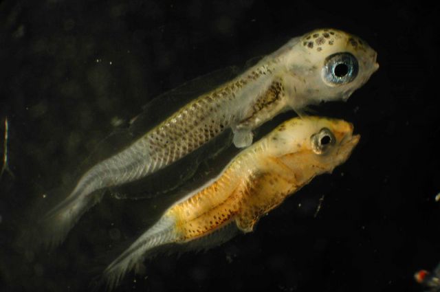 Zooplankton Picture