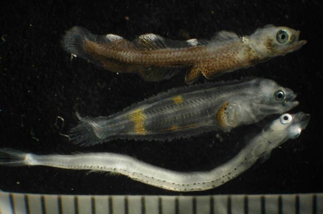Zooplankton Picture