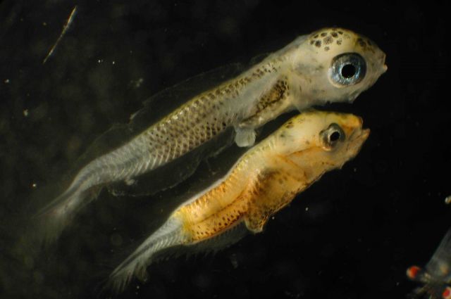 Zooplankton Picture