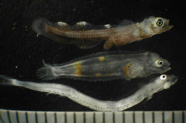 Zooplankton Picture