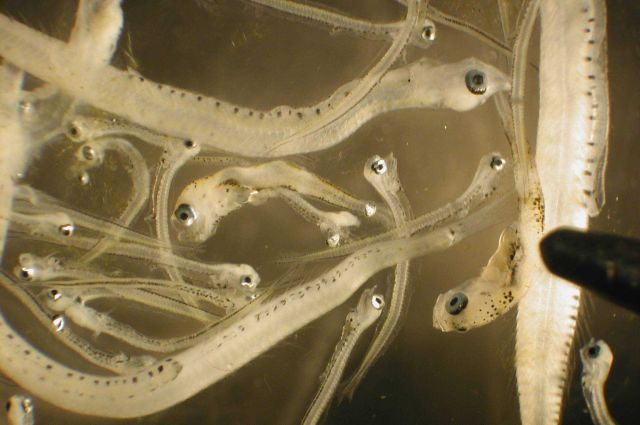 Zooplankton Picture