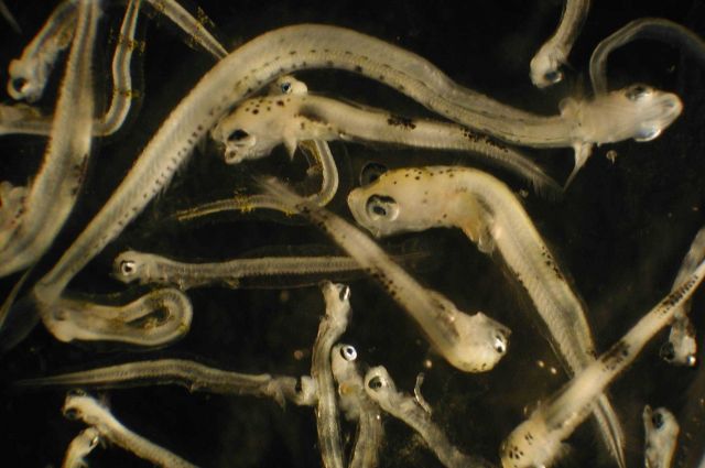 Zooplankton Picture