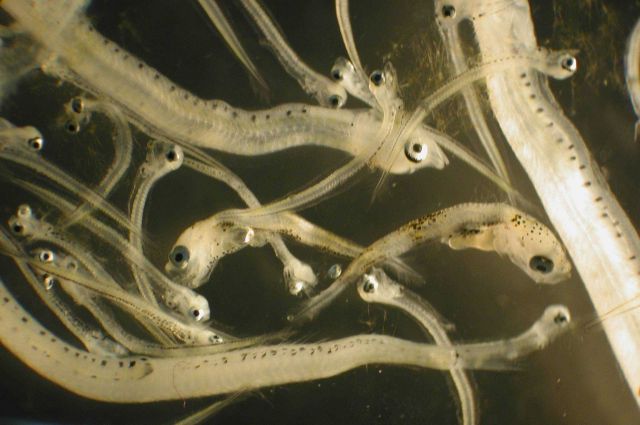 Zooplankton Picture