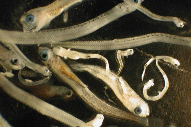 Zooplankton Picture