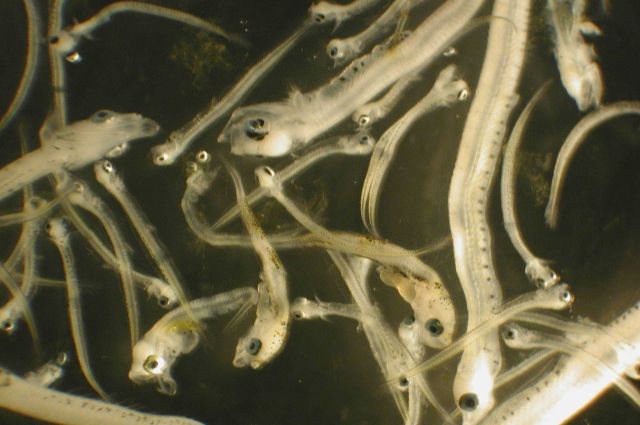 Zooplankton Picture