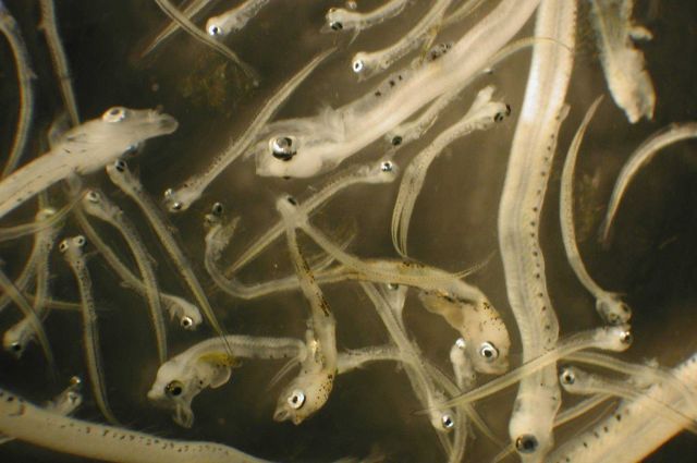 Zooplankton Picture