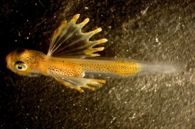 Zooplankton Picture