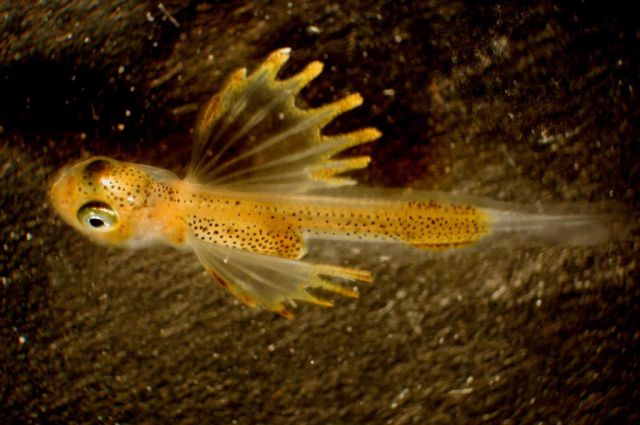 Zooplankton Picture