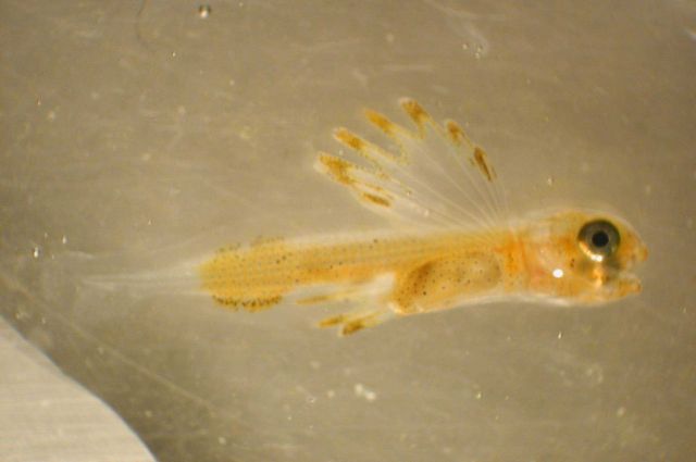 Zooplankton Picture