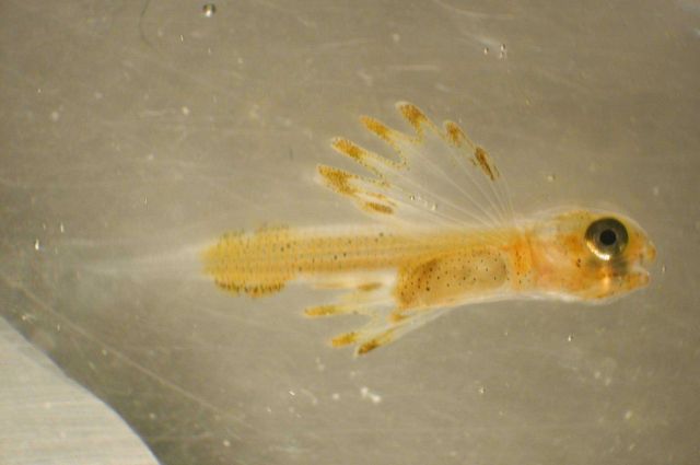 Zooplankton Picture