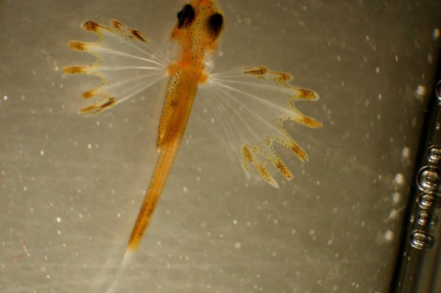 Zooplankton Picture