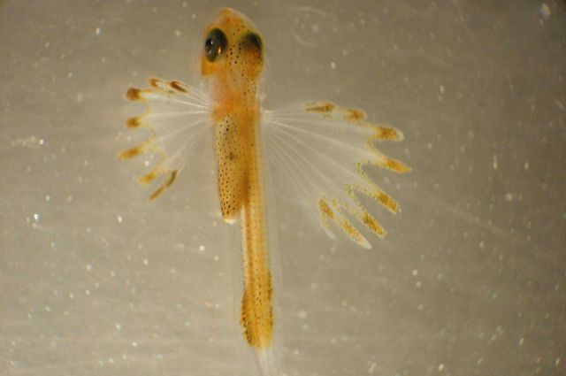 Zooplankton Picture