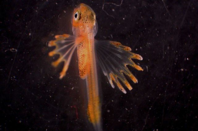 Zooplankton Picture