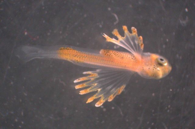 Zooplankton Picture