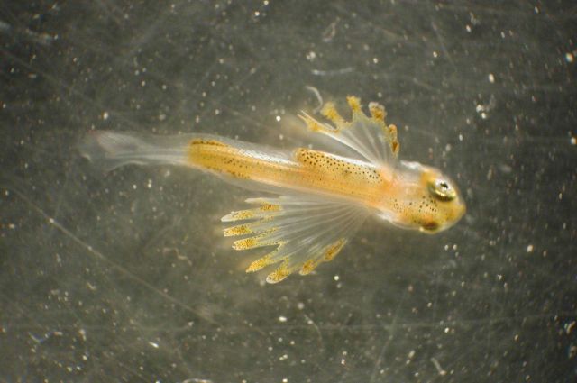 Zooplankton Picture
