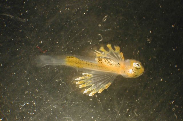 Zooplankton Picture