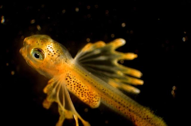 Zooplankton Picture