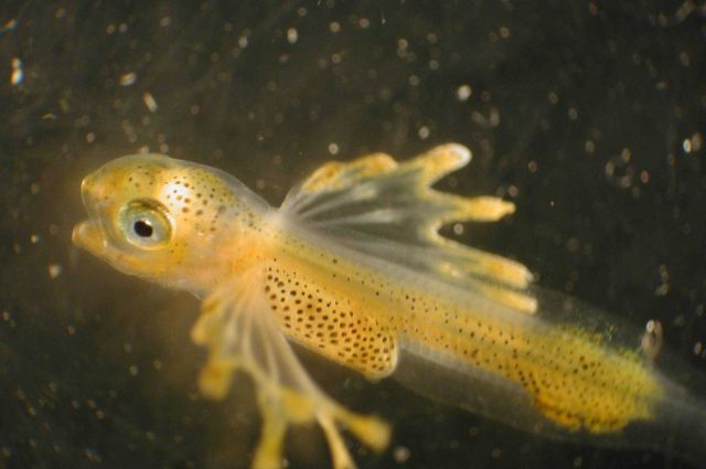 Zooplankton Picture
