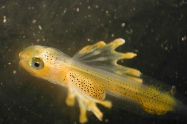 Zooplankton Picture