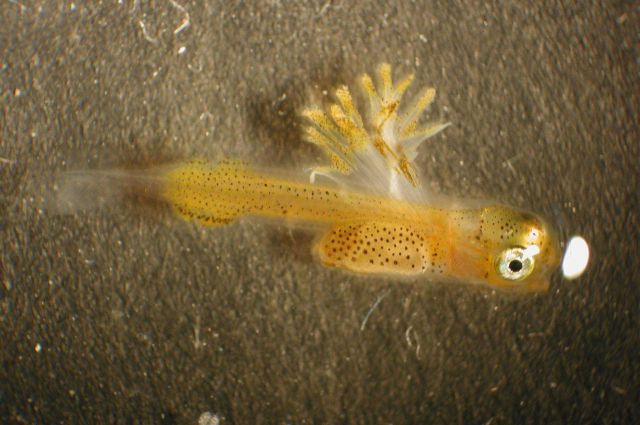 Zooplankton Picture