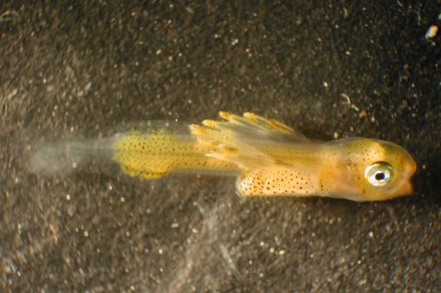Zooplankton Picture