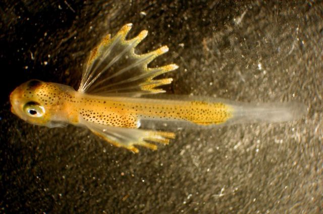 Zooplankton Picture
