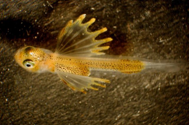 Zooplankton Picture