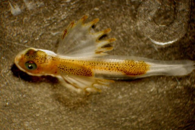Zooplankton Picture