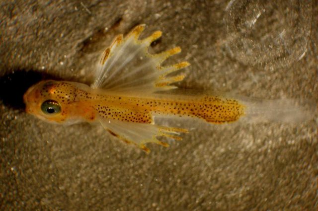 Zooplankton Picture