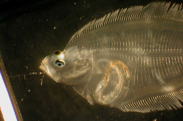 Zooplankton Picture