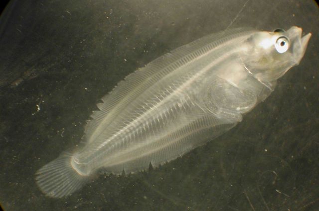 Zooplankton Picture