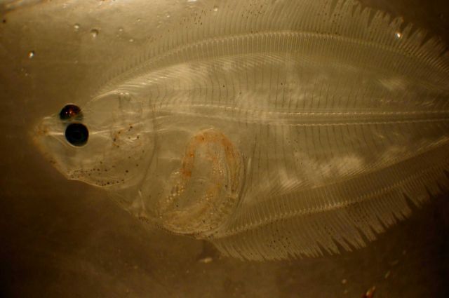 Zooplankton Picture