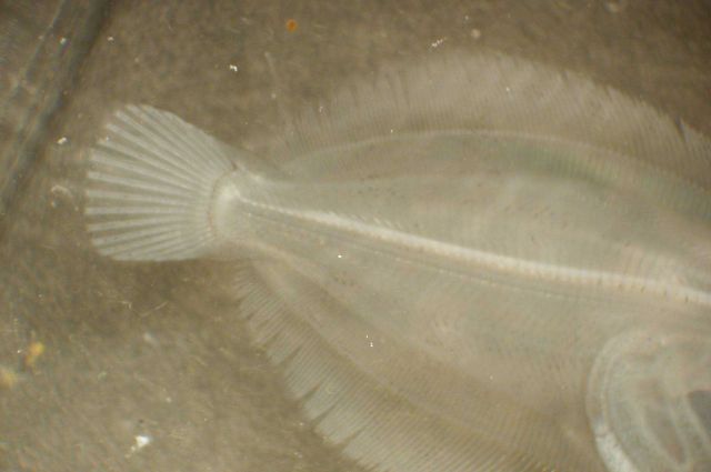 Zooplankton Picture
