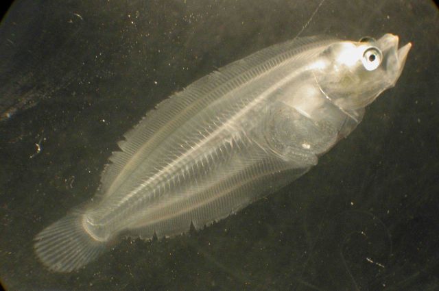 Zooplankton Picture