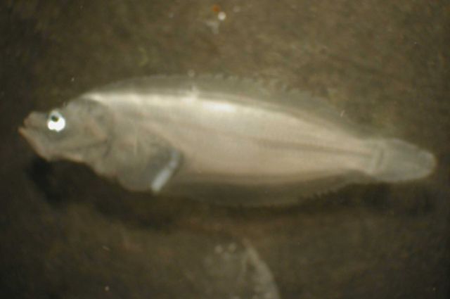 Zooplankton Picture
