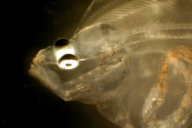 Zooplankton Picture