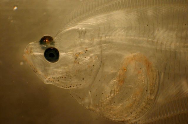 Zooplankton Picture