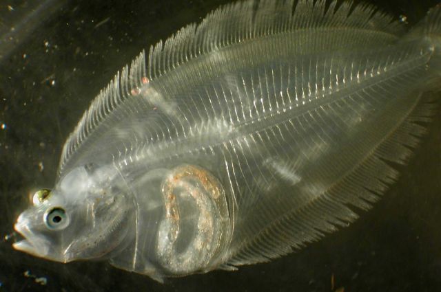 Zooplankton Picture