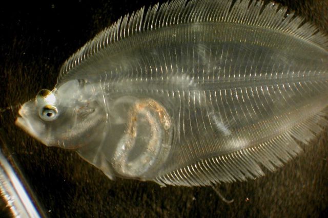 Zooplankton Picture