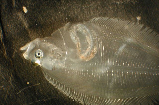 Zooplankton Picture