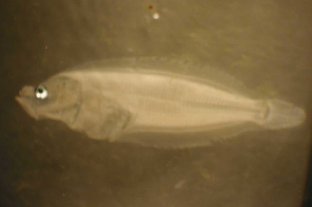 Zooplankton Picture