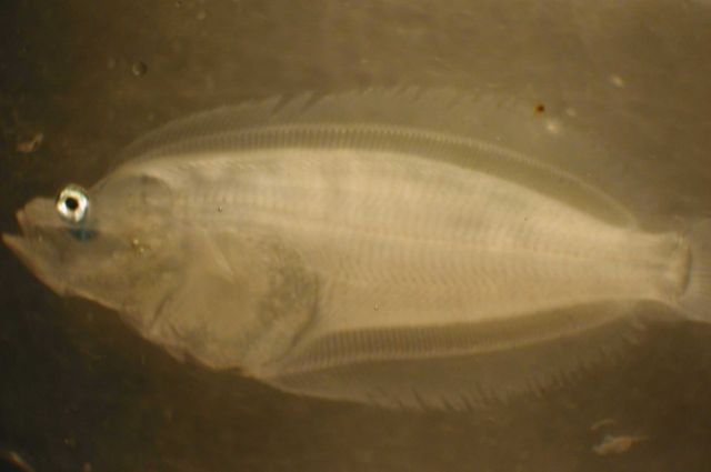 Zooplankton Picture